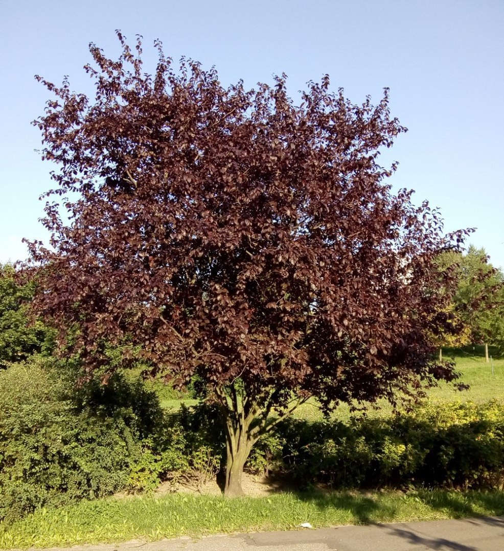 liwa Wi niowa Nigra Prunus Cerasifera Ogrodniczy Sklep Internetowy liwa-wi-niowa-nigra-prunus-cerasifera-ogrodniczy-sklep-internetowy